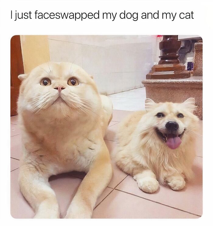 A faceswapped dog with a cat's face and a cat with a dog's face lying down, a soul-healing image of positivity.