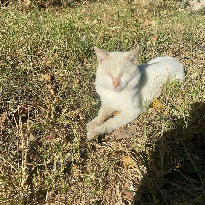 White cat peacefully sunbathing in tall grass outdoors