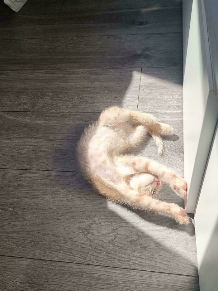 Kitten stretching while sunbathing on wooden floor near door
