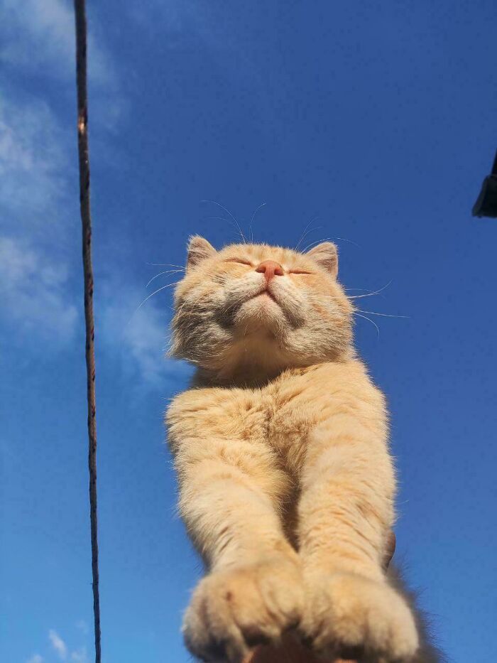 Orange cat enjoying sunbathing with closed eyes against blue sky