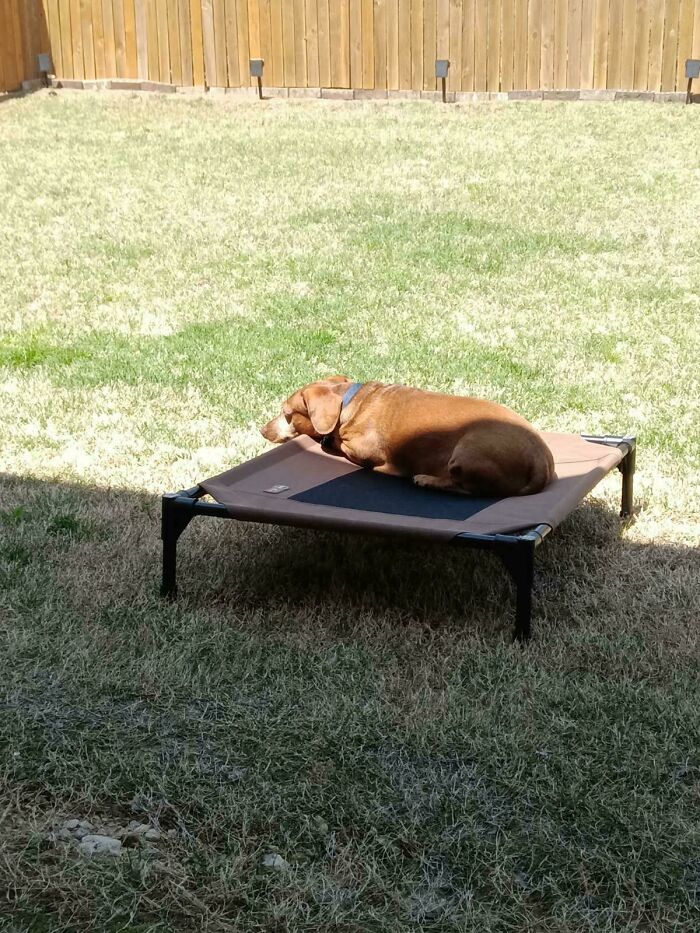 Brown dog sunbathing on elevated pet bed in backyard