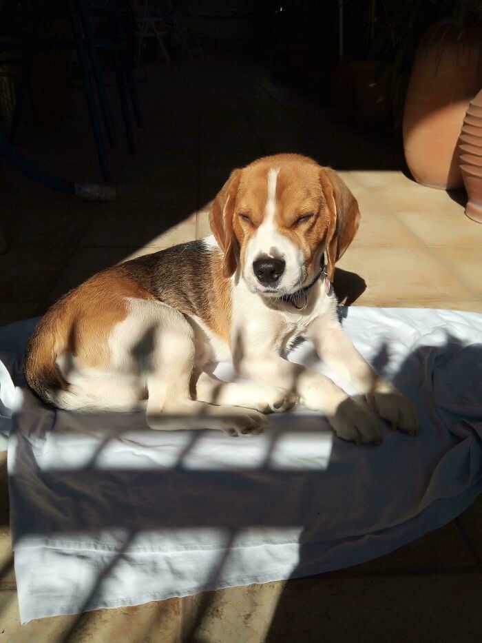 Beagle dog relaxing with eyes closed while sunbathing on tiled floor