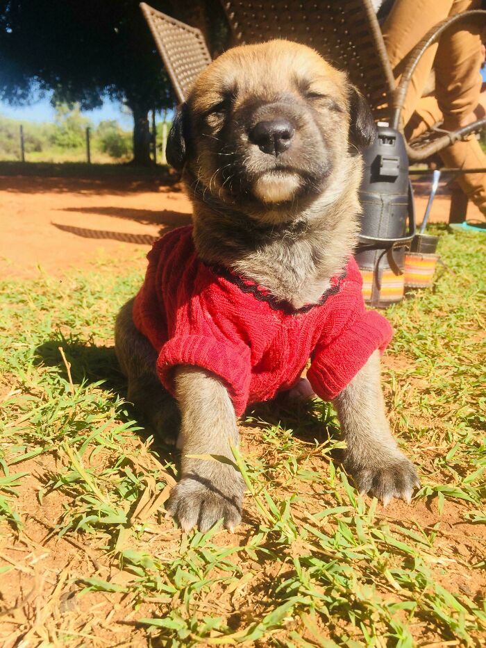 Puppy wearing red sweater enjoying sunbathing outdoors on grass