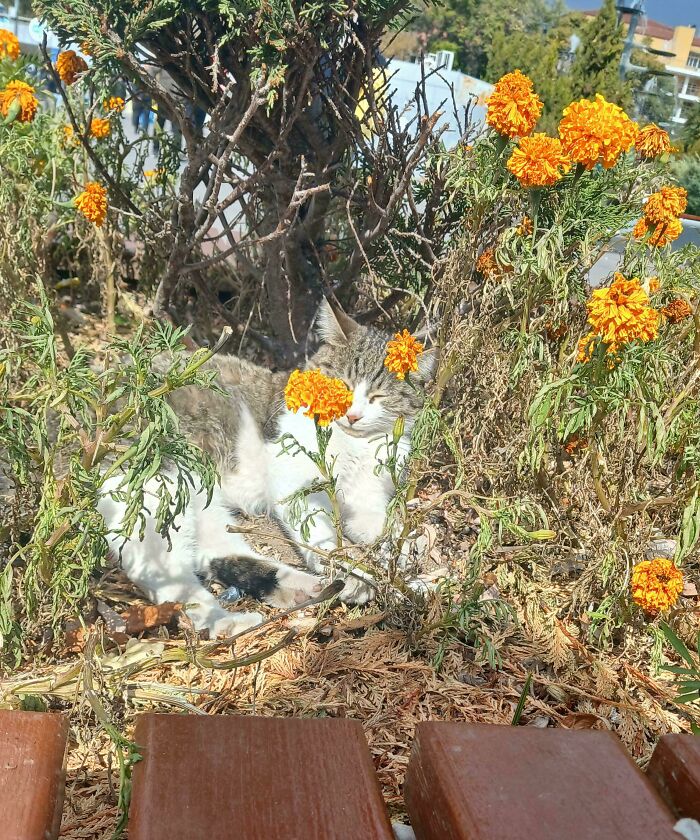 Cat resting peacefully among orange flowers in sunny garden