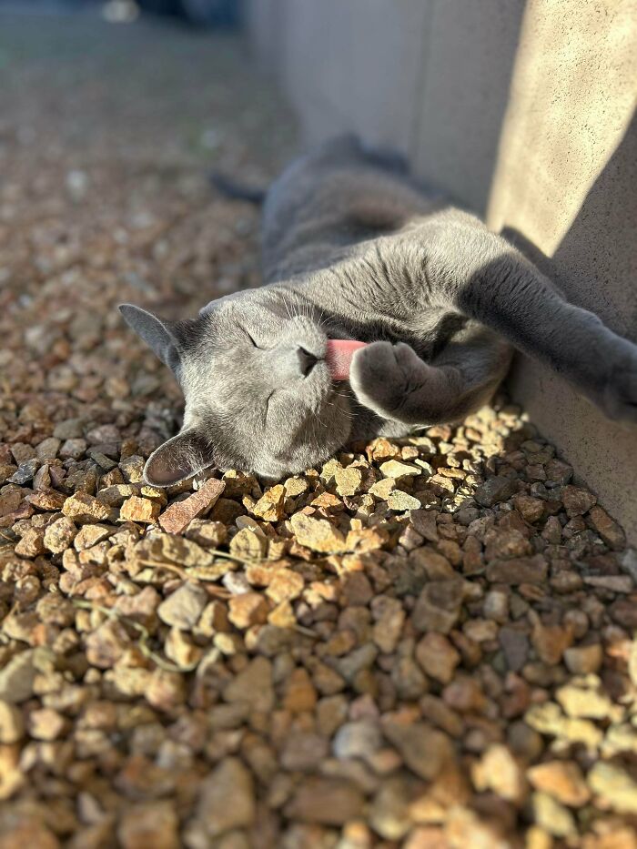 Gray cat licking paw while sunbathing on outdoor gravel patch