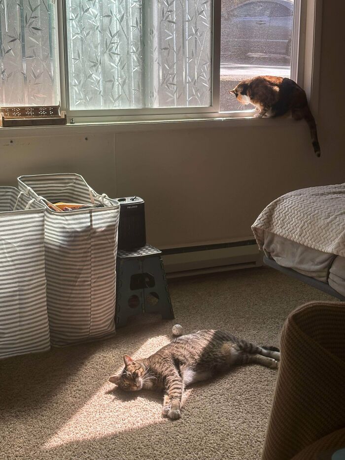 Two cats sunbathing in a cozy indoor sunny spot near window and carpeted floor