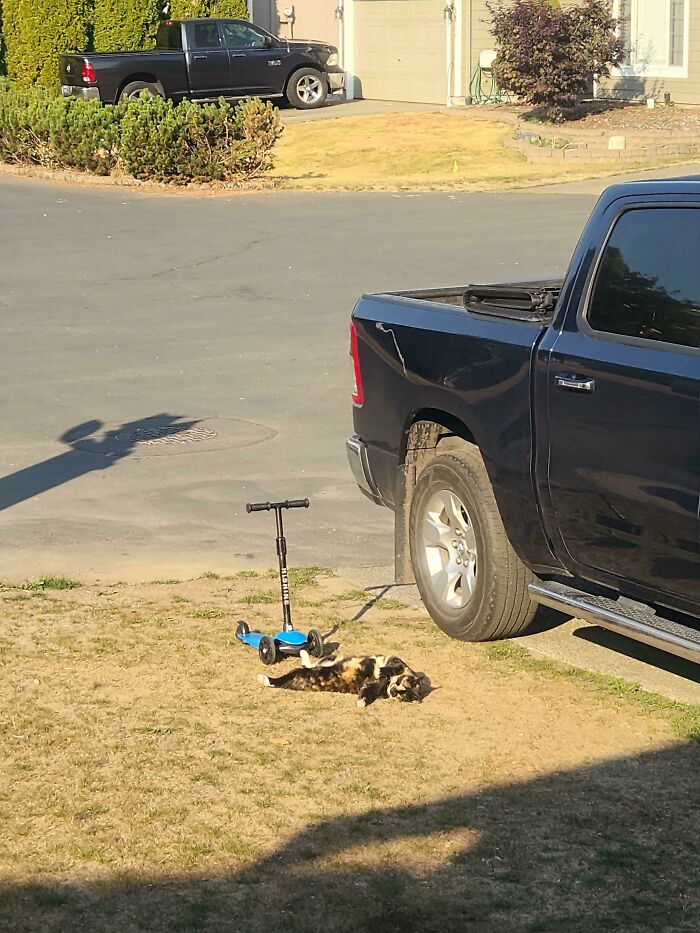 Cat sunbathing on grass next to a scooter and truck in the sun