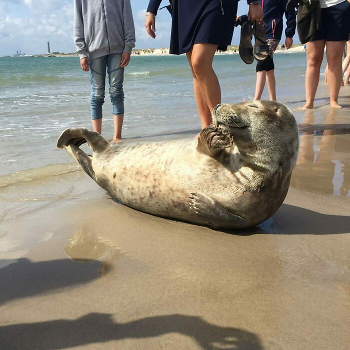 Seal happily sunbathing on a beach with people nearby