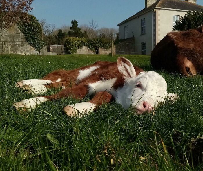 Calf lying and sunbathing on green grass near a house