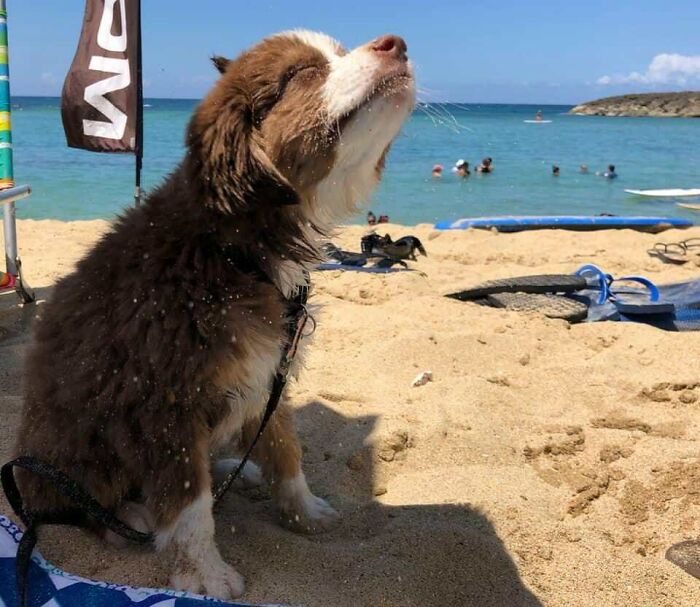 Dog enjoying sunbathing on a sandy beach near the ocean