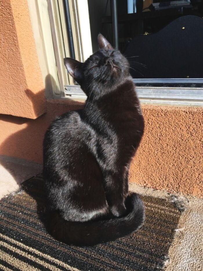 Black cat sunbathing peacefully on a doorstep in warm sunlight