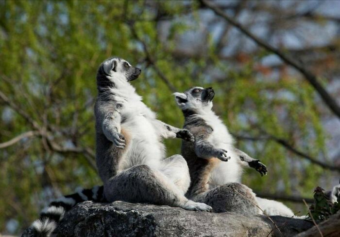Two lemurs sunbathing sitting upright on a rock in nature