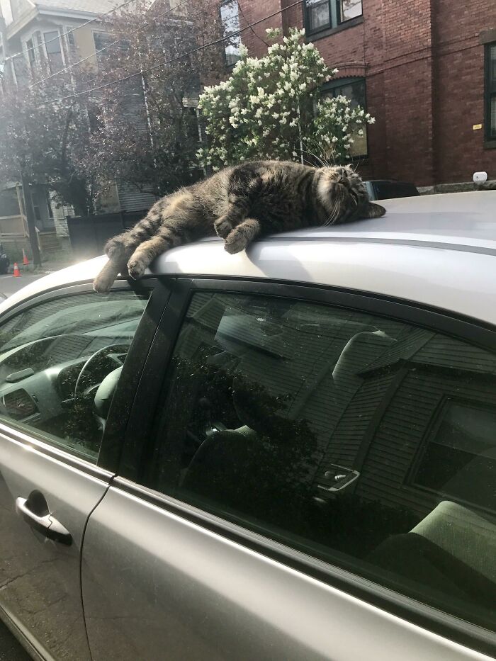 Tabby cat sunbathing lying on top of a car roof