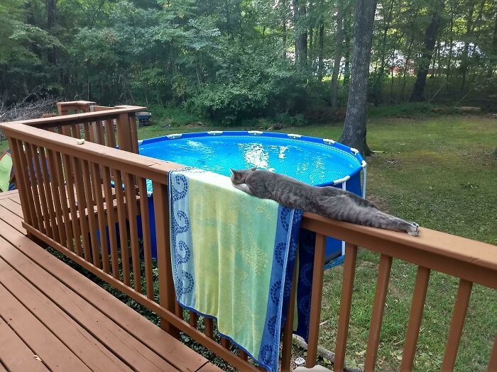 Gray cat stretched out sunbathing on wooden deck railing by pool