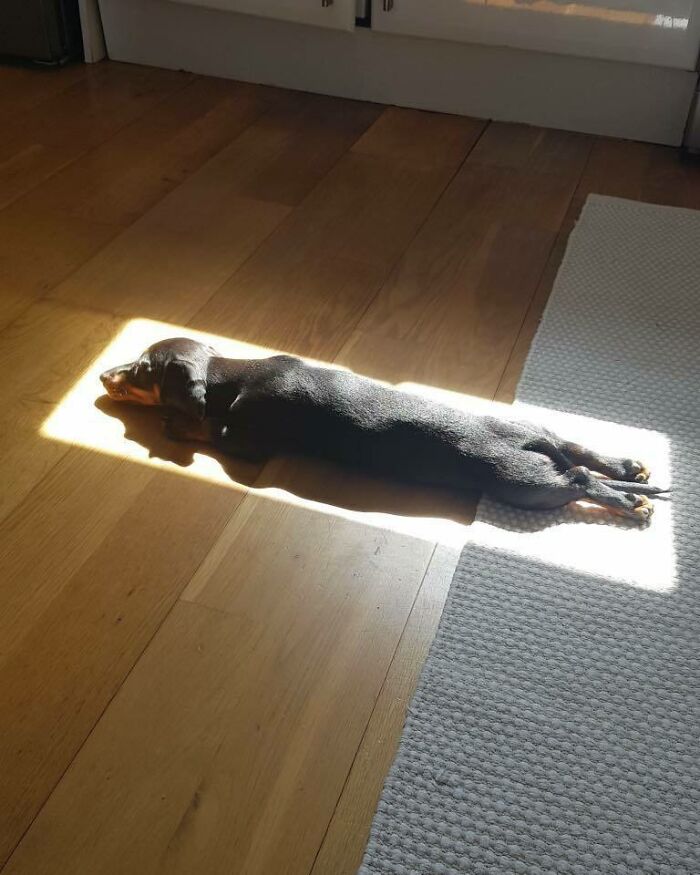Black dachshund dog sunbathing in a rectangular patch of sunlight indoors