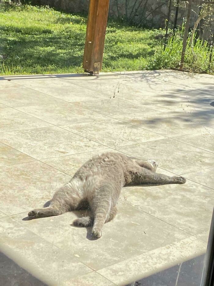 Gray cat sunbathing stretched out on patio tiles outdoors