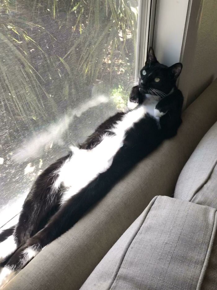 Black and white cat stretched out sunbathing on couch by window