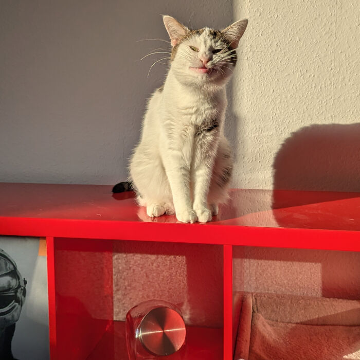 White and gray cat sitting on red shelf enjoying sun