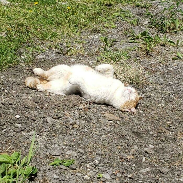 White cat lying on gravel basking in warm sunlight