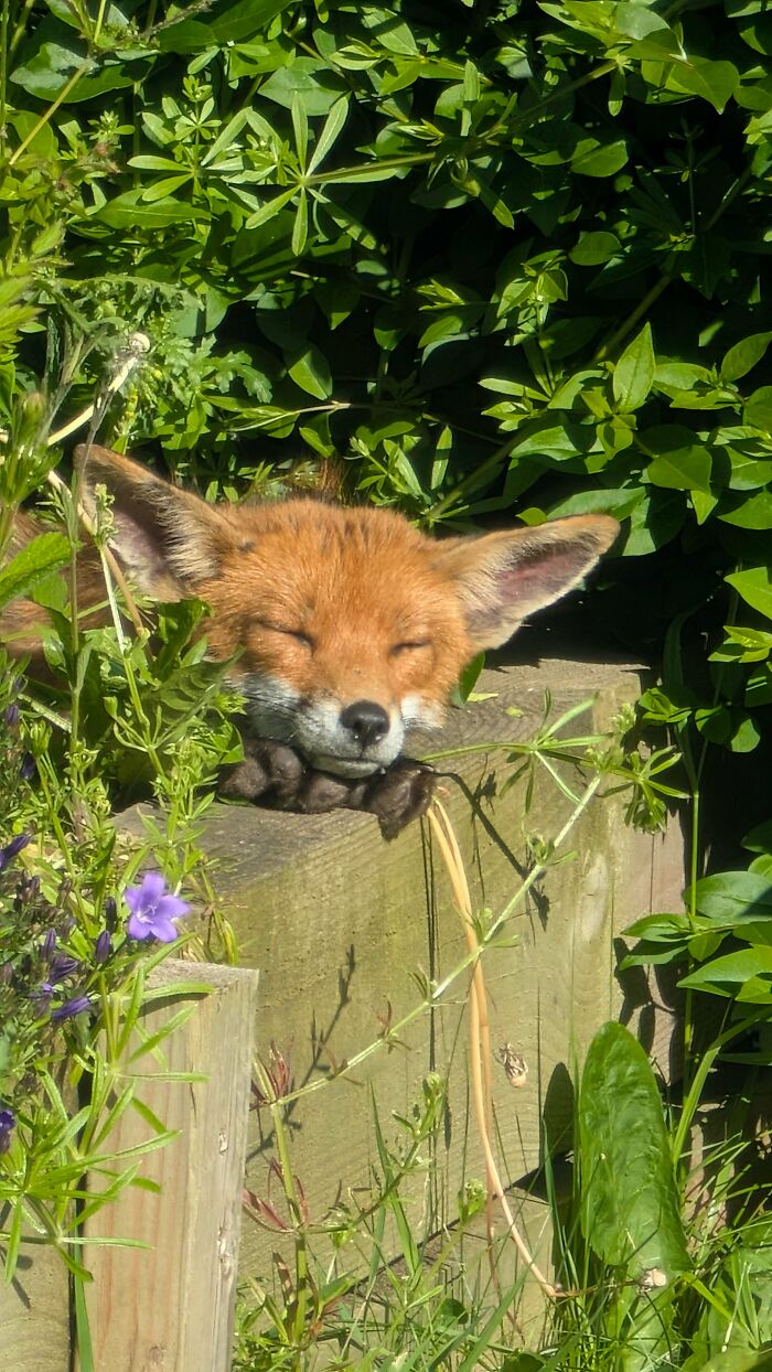 Fox resting peacefully sunbathing near lush green plants