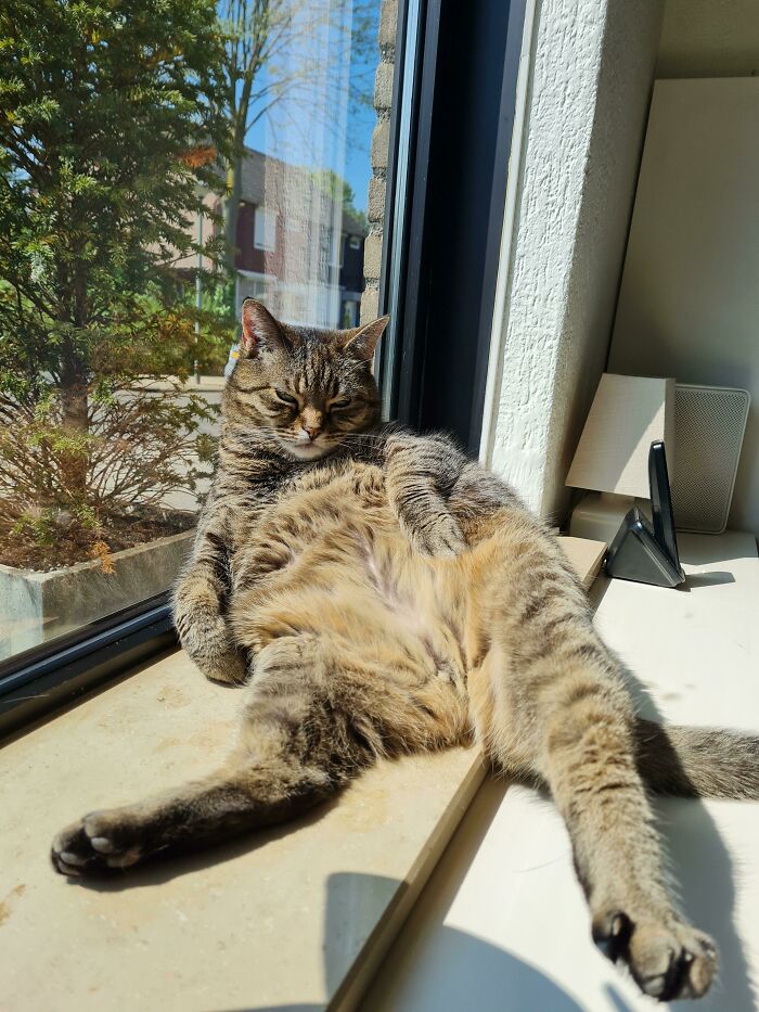 Tabby cat lounging relaxed in sun on windowsill indoors
