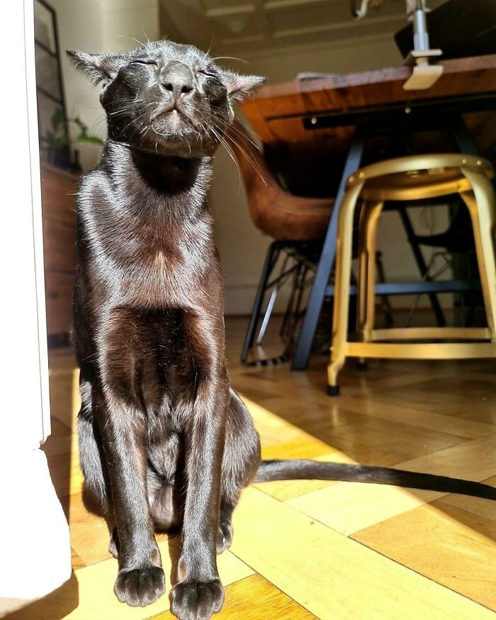 Black cat sunbathing indoors in sunbeam near wooden dining table and chair