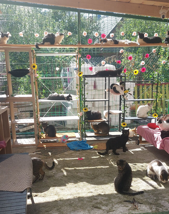 Many cats sunbathing in cozy cat enclosure with plants and flowers