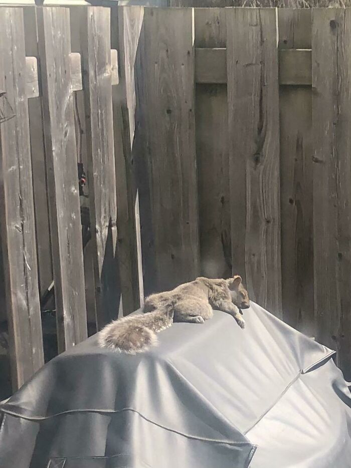 Squirrel sunbathing on covered outdoor grill near wooden fence