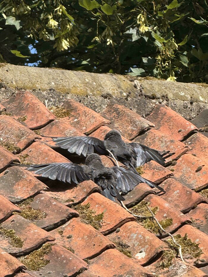 Two birds sunbathing with wings spread on old roof tiles