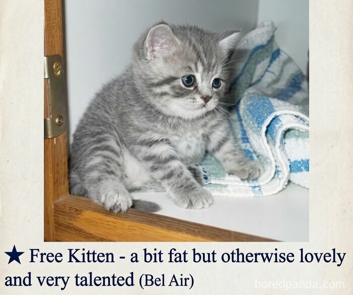 Blessed_kitten