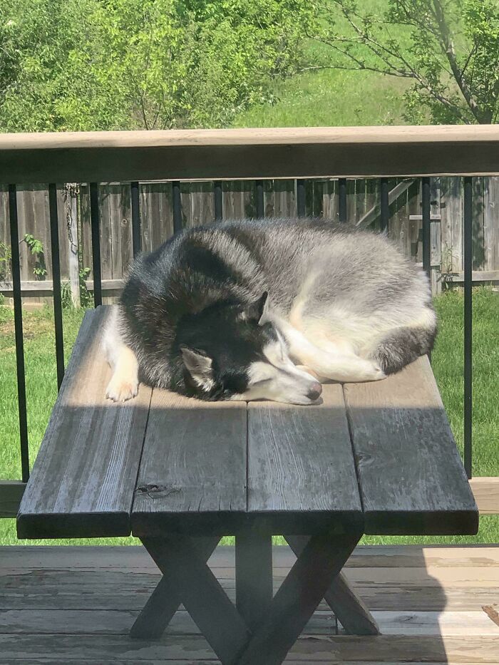 Husky dog sleeping in sun on wooden table outside