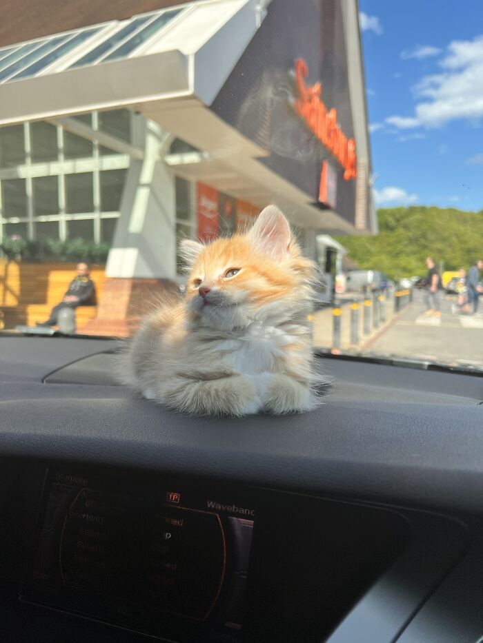 Fluffy orange kitten sunbathing on car dashboard
