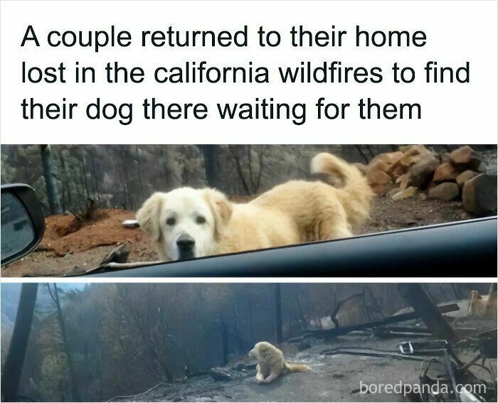 A golden retriever, safe, looking into a car after wildfires. The bottom image shows it sitting amid fire debris. Blessed Images.