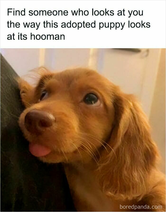 A Blessed Image of an adorable puppy looking up lovingly, with a tiny tongue out, radiating positivity.