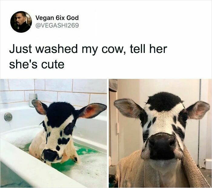 Blessed Images of a cute calf getting a bath and then wrapped in a towel. Full of positivity for your day.