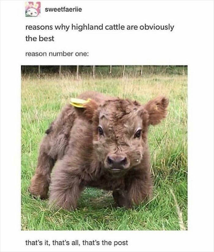 Blessed_moo