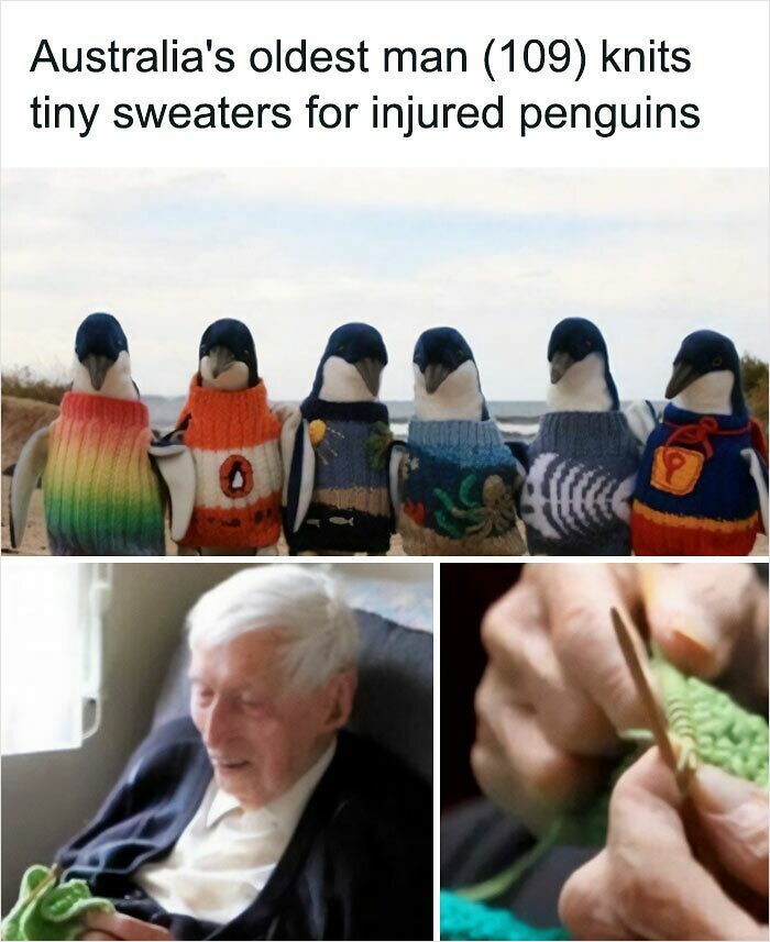 A Blessed Image of Australia's oldest man (109) knitting tiny sweaters for injured penguins, full of positivity.