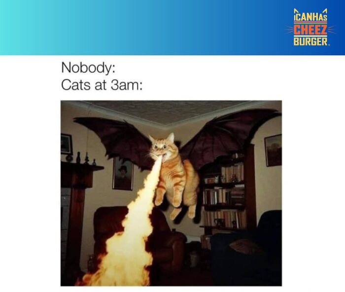 41 Cat Posts Shared By This Page That Are Funny, Sweet, And Spot On