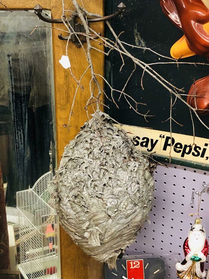 Large secondhand wasp nest hanging inside a thrift store