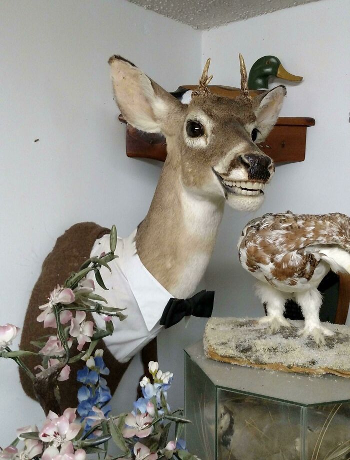 Absurd secondhand find of a taxidermy deer wearing a tuxedo with a comical smile
