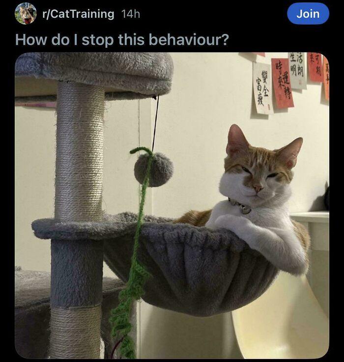 Cat resting in cat tree hammock with question about stopping behavior