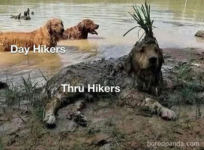 Dogs in mud illustrating difference between day hikers and thru hikers