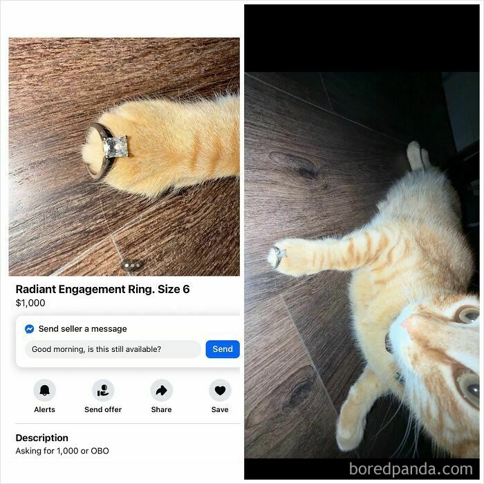 Orange cat wearing an engagement ring on its paw on Facebook Marketplace