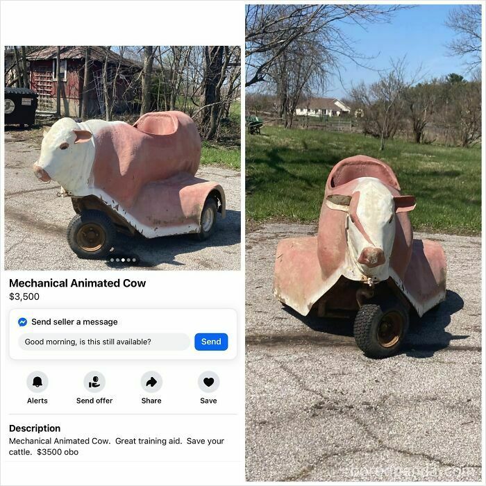 Mechanical animated cow training aid on wheels for sale on Facebook Marketplace