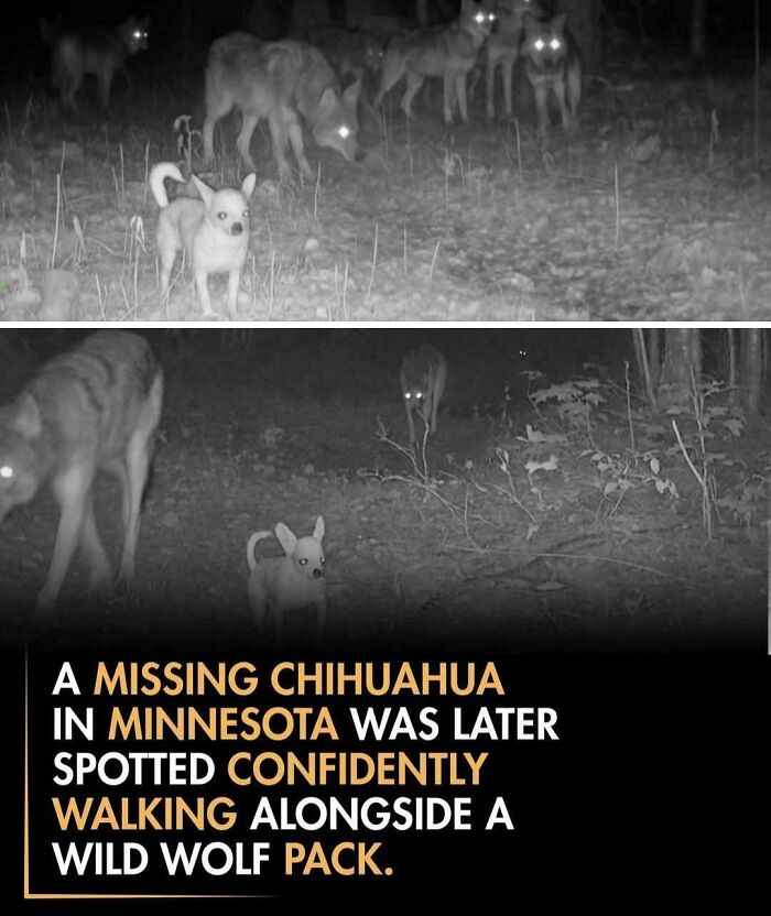 Leader Of The Pack