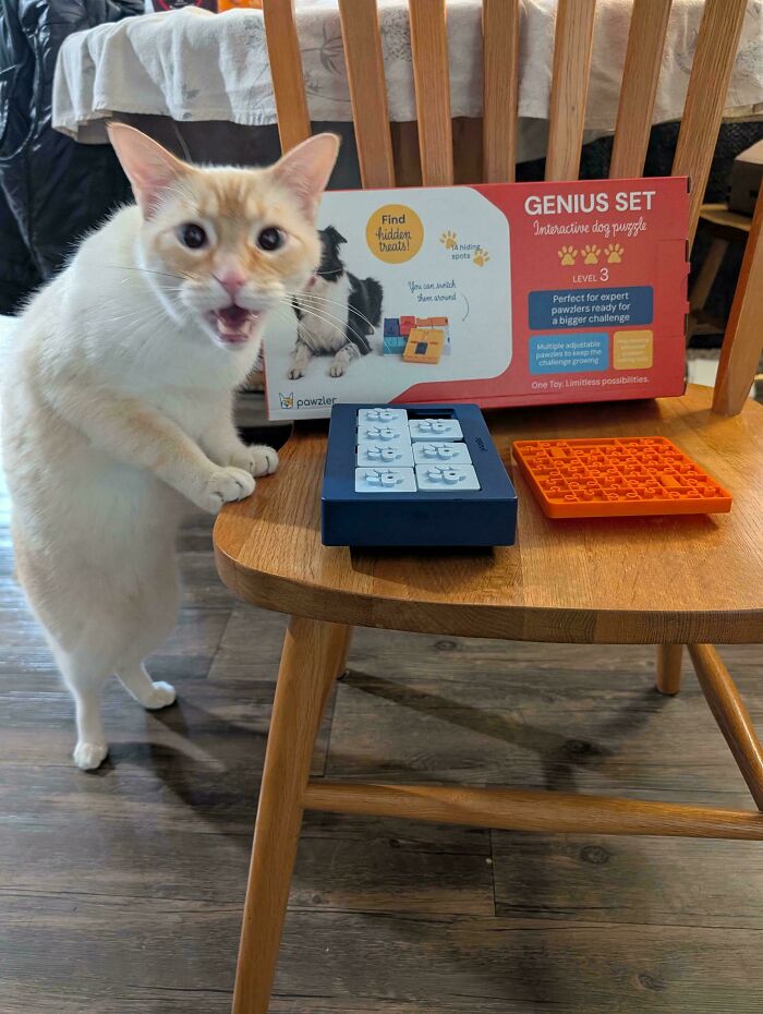 Orange and white cat meowing near interactive dog puzzle