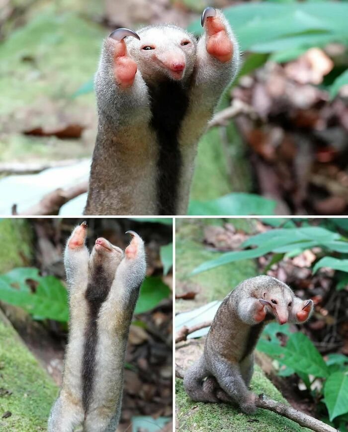 A small anteater raises its claws, an interesting and uplifting post.
