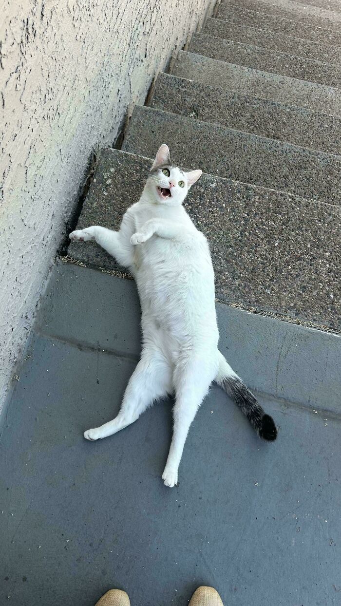 White cat meowing loudly on outdoor stairs