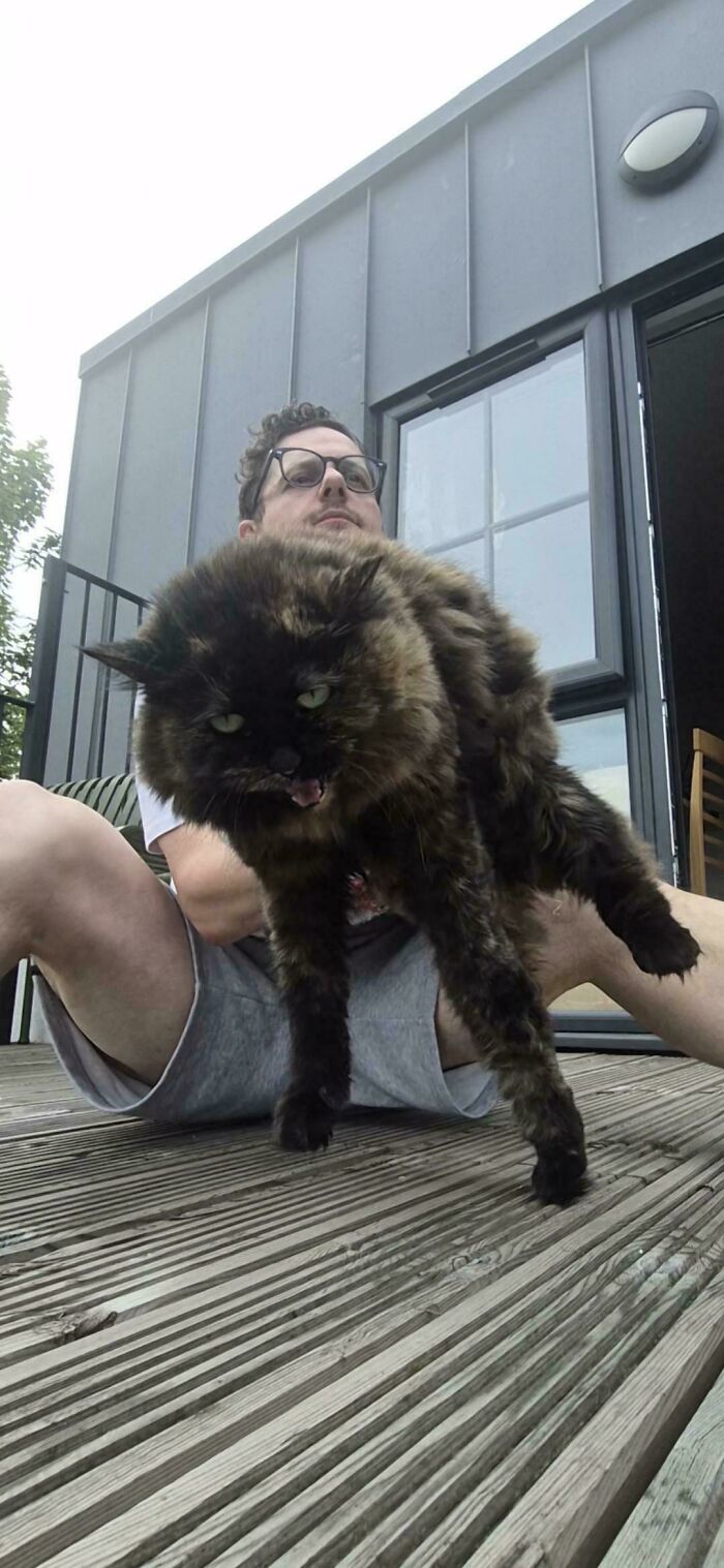 Large fluffy cat meowing being held by a man outside a modern house