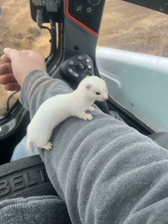 Found This Little Guy At Work